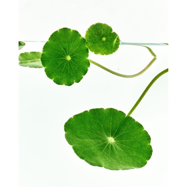 Supple Preparation Cica Toner
