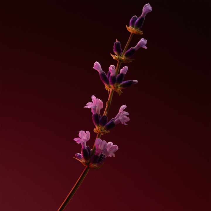 The Scent Elixir Parfum